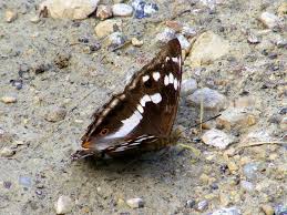 Attēlu rezultāti vaicājumam “Apatura iris female”