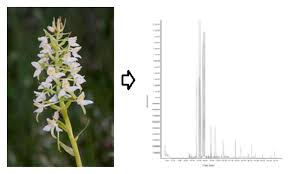Attēlu rezultāti vaicājumam “Platanthera bifolia flower”