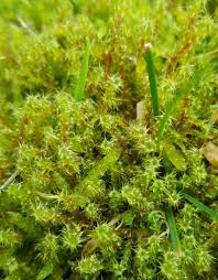 Attēlu rezultāti vaicājumam “Schistidium apocarpum stalked”