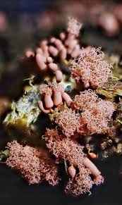 Attēlu rezultāti vaicājumam “Arcyria globosa stalked”