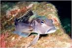 Parapercis colias Blue cod  ...
