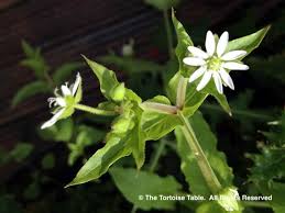 Attēlu rezultāti vaicājumam “Cerastium holosteoides fruit”