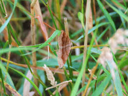 Attēlu rezultāti vaicājumam “Scotopteryx chenopodiata”