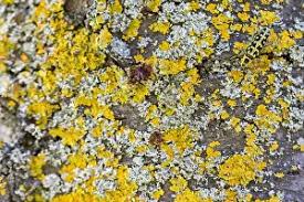 Attēlu rezultāti vaicājumam “Saperda scalaris”