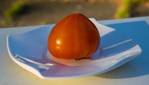 Afbeeldingsresultaat voor oranje van goeienbier tomato