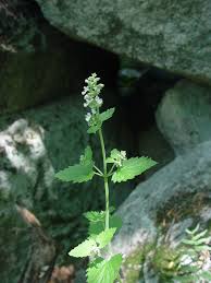 Image result for Nepeta cataria