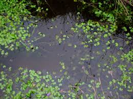 Attēlu rezultāti vaicājumam “Hydrocotyle vulgaris”