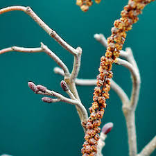 Attēlu rezultāti vaicājumam “Alnus glutinosa flower”