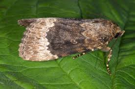 Attēlu rezultāti vaicājumam “Amphipyra”