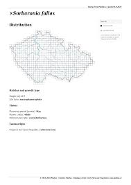 Attēlu rezultāti vaicājumam “x Sorbaronia fallax”