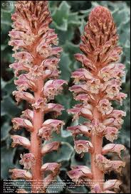 Attēlu rezultāti vaicājumam “Orobanche elatior bud”