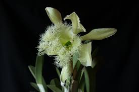 Attēlu rezultāti vaicājumam “Dichelia histrionana”