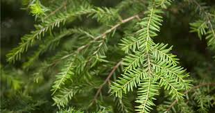 Attēlu rezultāti vaicājumam “Tsuga canadensis”