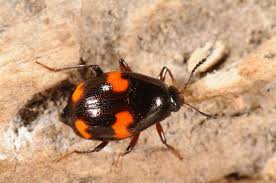 Attēlu rezultāti vaicājumam “Scaphidium quadrimaculatum”