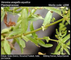 Attēlu rezultāti vaicājumam “Veronica anagallis-aquatica fruit”
