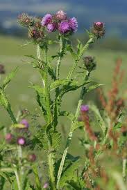 Attēlu rezultāti vaicājumam “Carduus crispus”