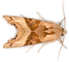 Attēlu rezultāti vaicājumam “Phlogophora meticulosa”