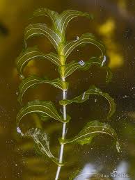 Attēlu rezultāti vaicājumam “Potamogeton perfoliatus fruit”