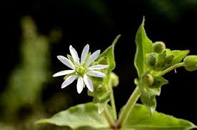 Attēlu rezultāti vaicājumam “Myosoton aquaticum”