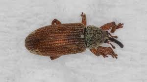 Attēlu rezultāti vaicājumam “Brachonyx pineti”