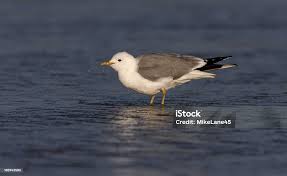 Attēlu rezultāti vaicājumam “Larus canus”