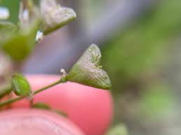 Attēlu rezultāti vaicājumam “Capsella bursa-pastoris”