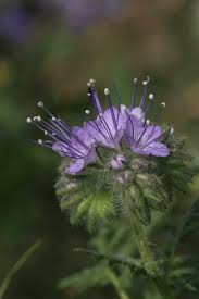 Attēlu rezultāti vaicājumam “Phacelia tanacetifolia leaf”