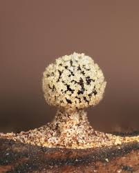 Attēlu rezultāti vaicājumam “Didymium sp.”