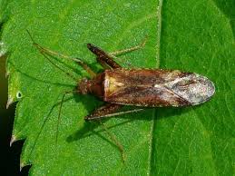 Attēlu rezultāti vaicājumam “Phytocoris varipes”