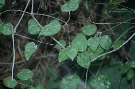Attēlu rezultāti vaicājumam “Clematis leaf”