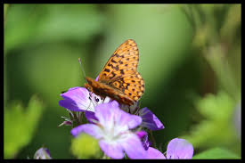 Attēlu rezultāti vaicājumam “Clossiana euphrosyne”