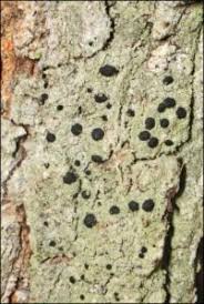 Attēlu rezultāti vaicājumam “Megalaria grossa”