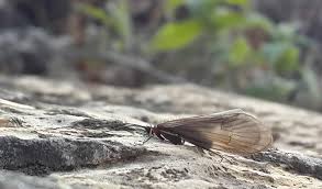 Attēlu rezultāti vaicājumam “Potamophylax”