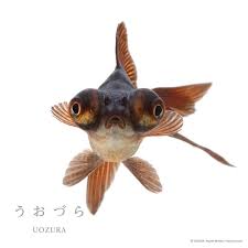 Image result for 出目金