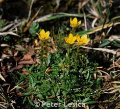 Attēlu rezultāti vaicājumam “Saxifraga hirculus”