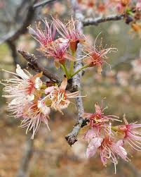 Attēlu rezultāti vaicājumam “Prunus (plum-tree) flower”