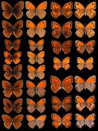 Attēlu rezultāti vaicājumam “Maniola jurtina”