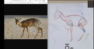 Attēlu rezultāti vaicājumam “Artiodactyla”