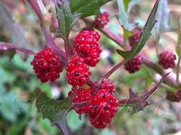 Attēlu rezultāti vaicājumam “Chenopodium foliosum fruit”