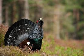 Attēlu rezultāti vaicājumam “Tetrao urogallus male”