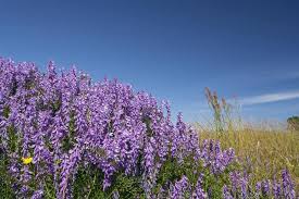 Attēlu rezultāti vaicājumam “Vicia tenuifolia flower”