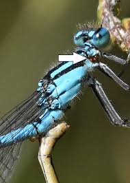 Attēlu rezultāti vaicājumam “Enallagma cyathigerum male”