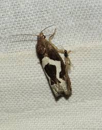 Attēlu rezultāti vaicājumam “Griselda ustomaculana”