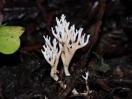 Attēlu rezultāti vaicājumam “Ramariopsis kunzei”