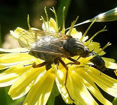 Attēlu rezultāti vaicājumam “Empis sp.”