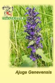 Attēlu rezultāti vaicājumam “Ajuga genevensis”