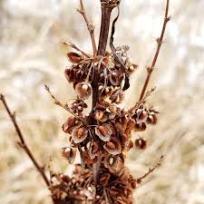 Attēlu rezultāti vaicājumam “Rumex crispus fruit”