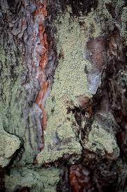 Attēlu rezultāti vaicājumam “Hypocenomyce scalaris”