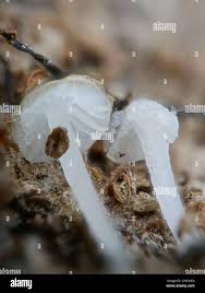 Attēlu rezultāti vaicājumam “Delicatula integrella”