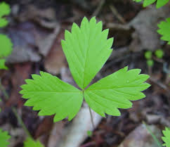 Image result for Fragaria vesca